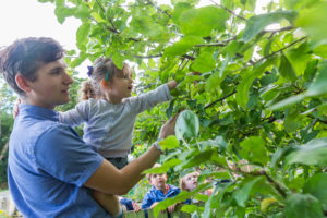 Nursery nurse and child picking apple